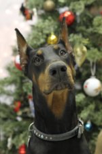 Reeva close up picture with Christmas Tree