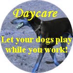 Dog Daycare