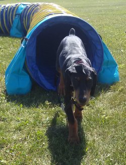 Tunnel in Dog Agility