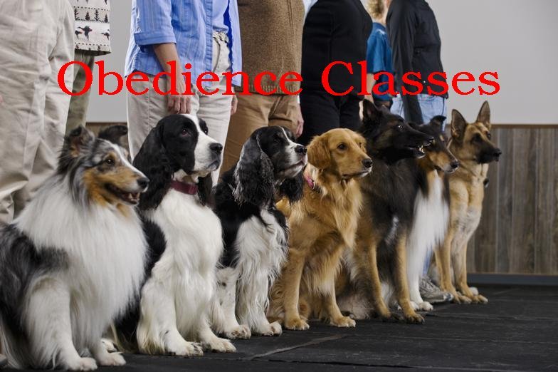 Dog Obedience Classes