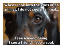 Our Core Values are seen in the eyes of animals!