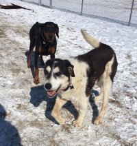 Leonard playing outside (with Doberman named Quinn)