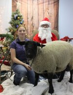 One sheep with Santa