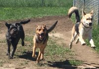 dogs having a blast together during pack play