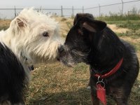 dogs make new friends